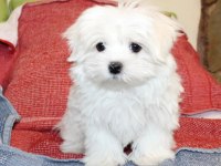 Beyaz maltipoo bebeğimiz uygun