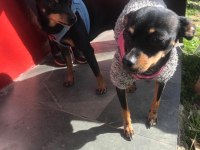 minyatür pinscher