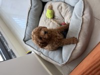Toy Poodle Dişi Tek Yavrum