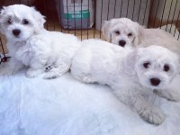 MALTESE BEBEKLER