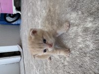 Sarı Bebek Scottish Fold