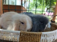 Hollanda teddy lop tavşanı yavrular 35 47 günlükler