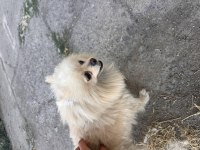 Aşısı Tam Güzel Pomeranian