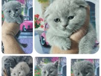 Fawn ve blue british shorthair yavrularım hazır