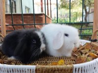Hollanda Teddy Lop Tavşan