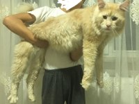 Yetişkin Üretim Şecereli Dişi Maine Coon