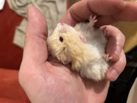 Bebek Teddy bear hamsterlar