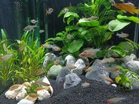 Kırmızı burun tetra