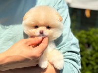 Pomeranian Boo Yavrularımız