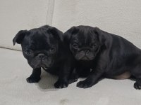 Siyah pug bebeklerim