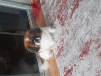 Pekinez köpeğimi sahiplendirmek istiyorum