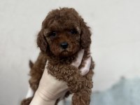Toy Poodle Hazır Bebekler