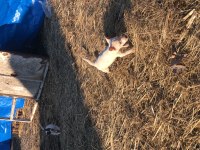 30 günlük Jack russell yavrularımız
