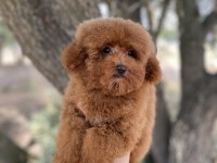 RED BROWN TOY POODLE
