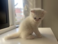 Safkan british shorthair
