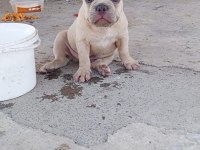 French bulldog