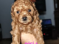 Toy Poodle Yavrularımız Sahiplendirilecek