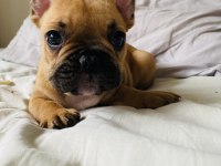 Red Fawn A kalite sıfır burun ve kuyruk pug