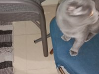 9 aylık kedimizi sahiplendirme