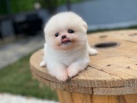 Pomeranian boo ayı surat garantili şirinlerimiz