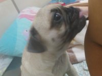 Pug 4 aylık dişi