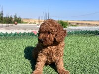 Toy poodle köpekler