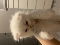 Blue Point British Longhair