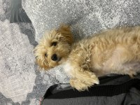 4 aylık erkek maltipoo