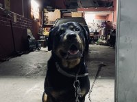 Dişi rottweiler