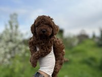 Renk Renk Çeşit Çeşit Toy Poodle Yavrularımız
