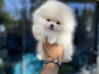 Pomeranian yavrularımız