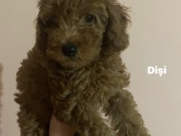 Toy Poodle Yavrularım