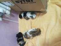 Ginepig yavrular