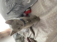 Sahiplendirme british shorthair