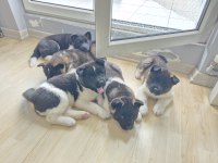 Amerikan akita yavru