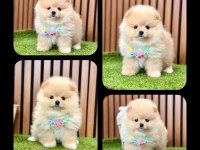 Teddy Bear Pomeranian Boo Bebeklerimiz