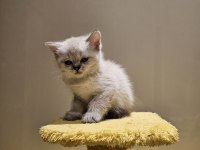 Scottish Blue Point Anne, British Golden & Silver Baba