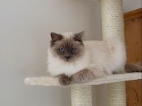 4 yasında kısır dişi british iş nedeniyle sahiplendireceğim