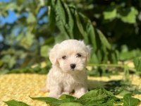 maltese 0 numara kore kan bebekler