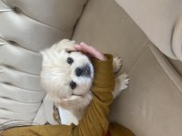 3 aylık pekinez yavru