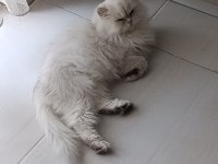Silver point british longhair
