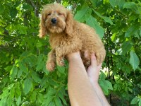 2 AYLIK ERKEK DİŞİ MALTİPOO