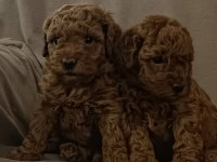 BURSA VE ÇEVRE İLLERE TESLİM TOY POODLE