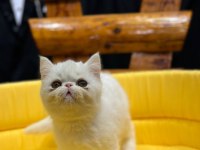 Exotic shorthair yavrularımız