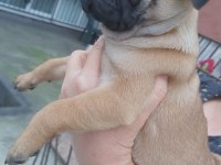 Pug Mops Bebekler