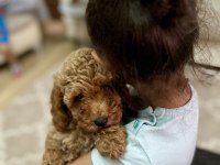 Kore Top Poodle Show