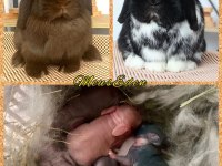 MİNİ LOP CHOCOLATE RENK TAVŞAN