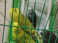 6 adet erkek yavru muhabbet kuşu
