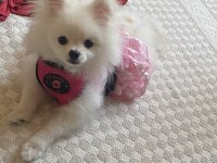 Pomeranian Dişi Kızımız