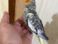 50 GÜNLÜK HARİKA SULTAN PAPAĞANI BEBEK